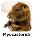 Myocastoridi